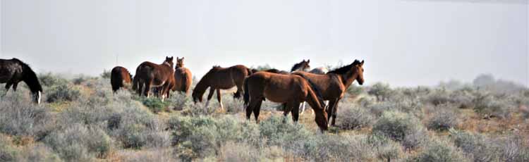 mustangs
